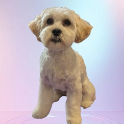 DOG GROOMING 
