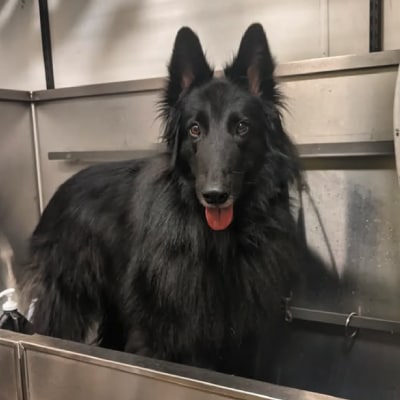 PET BATHING SERVICES